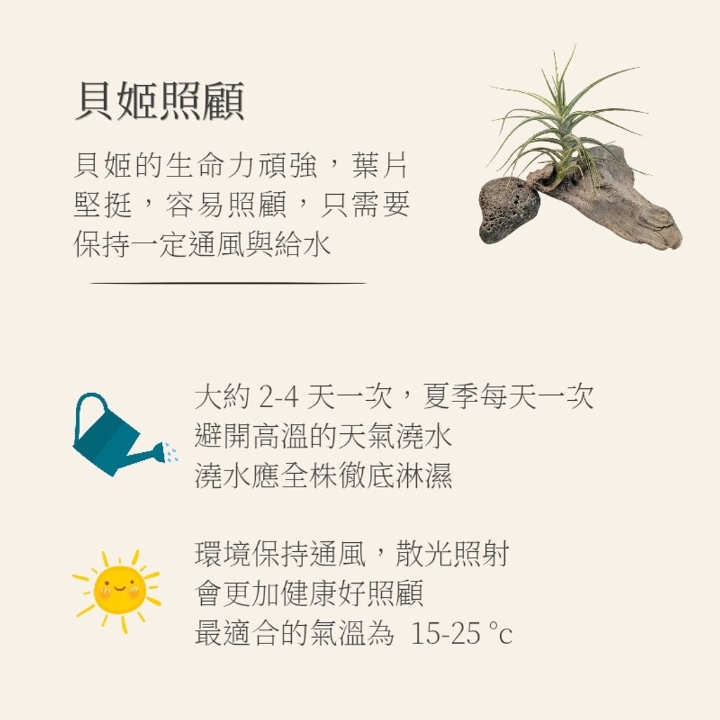 空氣鳳梨模板_20251128_033027_0002