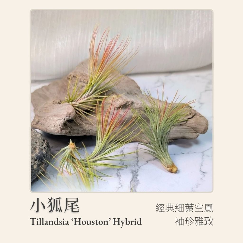 空氣鳳梨模板_20251128_034013_0000