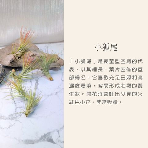 空氣鳳梨模板_20251128_034013_0001