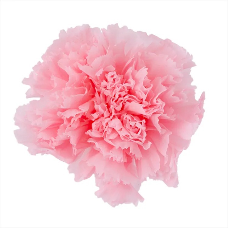 imgi_43_original (1)