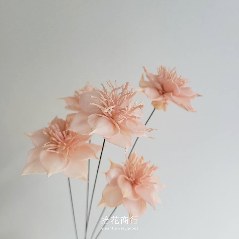 蜜桃橘 (1)