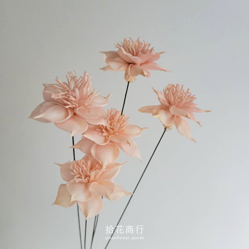 蜜桃橘 (2)