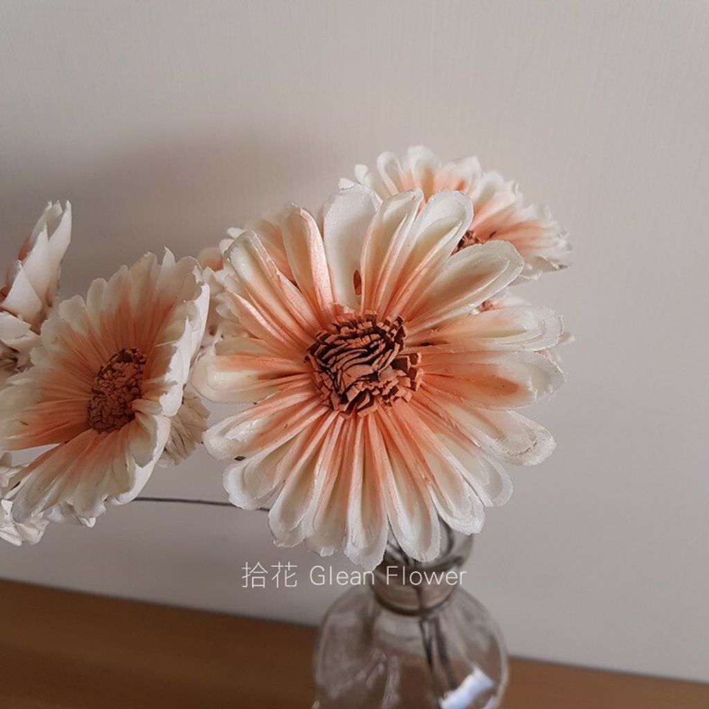 拾花 太陽花索拉花 橘漸層 乾燥花素材