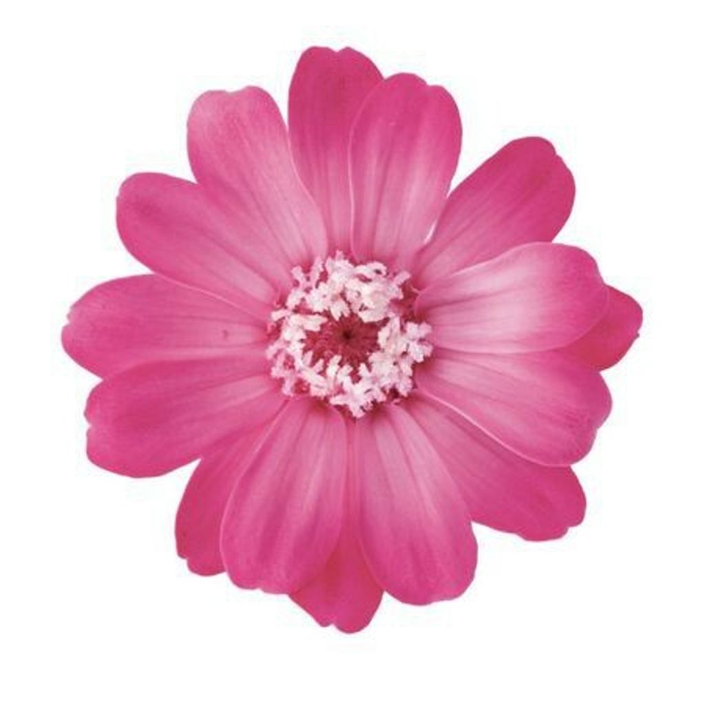 拾花 不凋花永生花素材日本百日菊 小 漸層粉紅 1