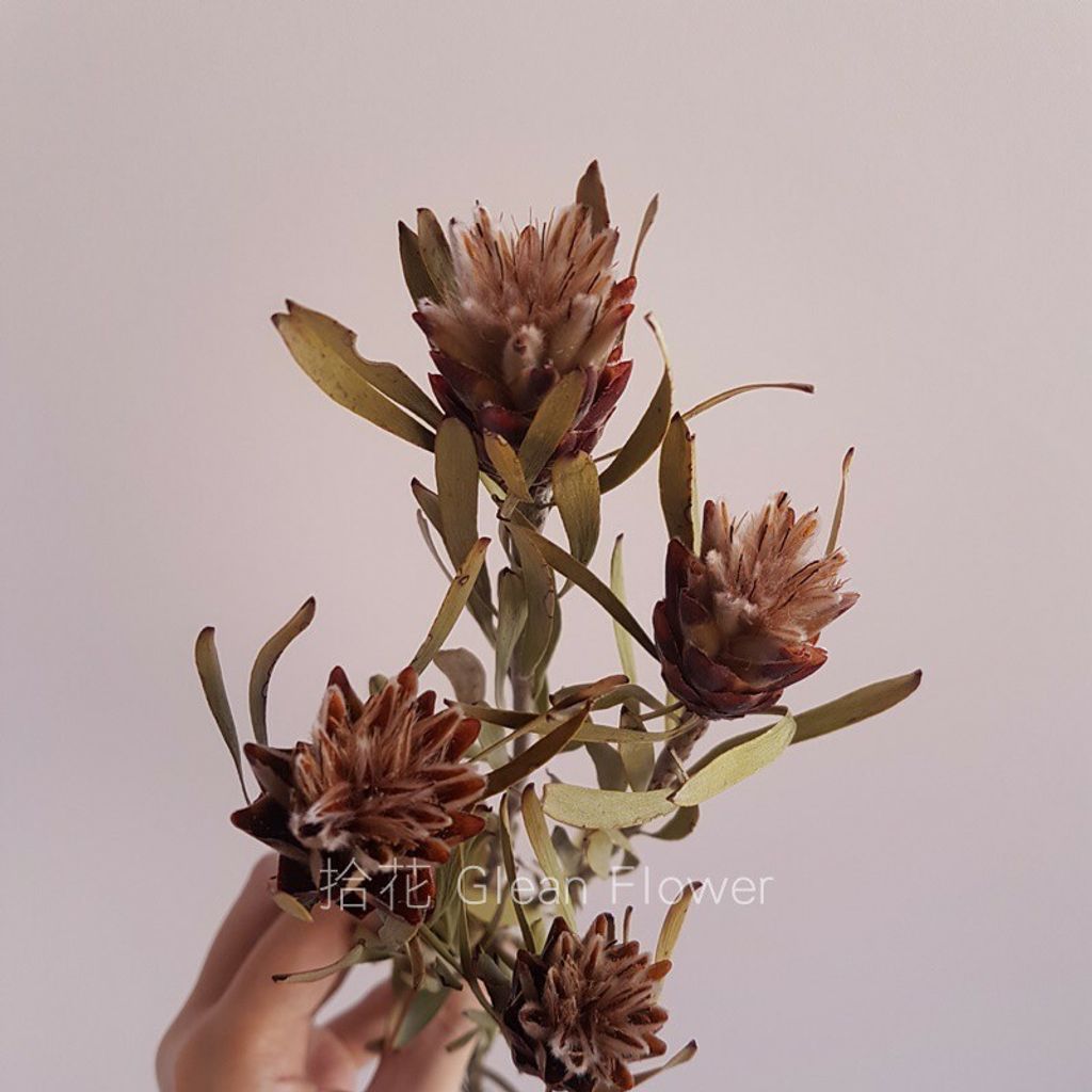 拾花 乾燥花素材陽光陀螺半開款