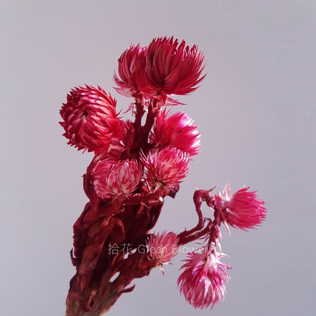 拾花 乾燥花素材旱雪蓮紅色