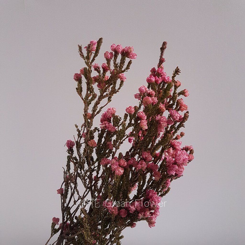 拾花 乾燥花素材艾麗佳 拾花 乾燥花素材艾麗佳