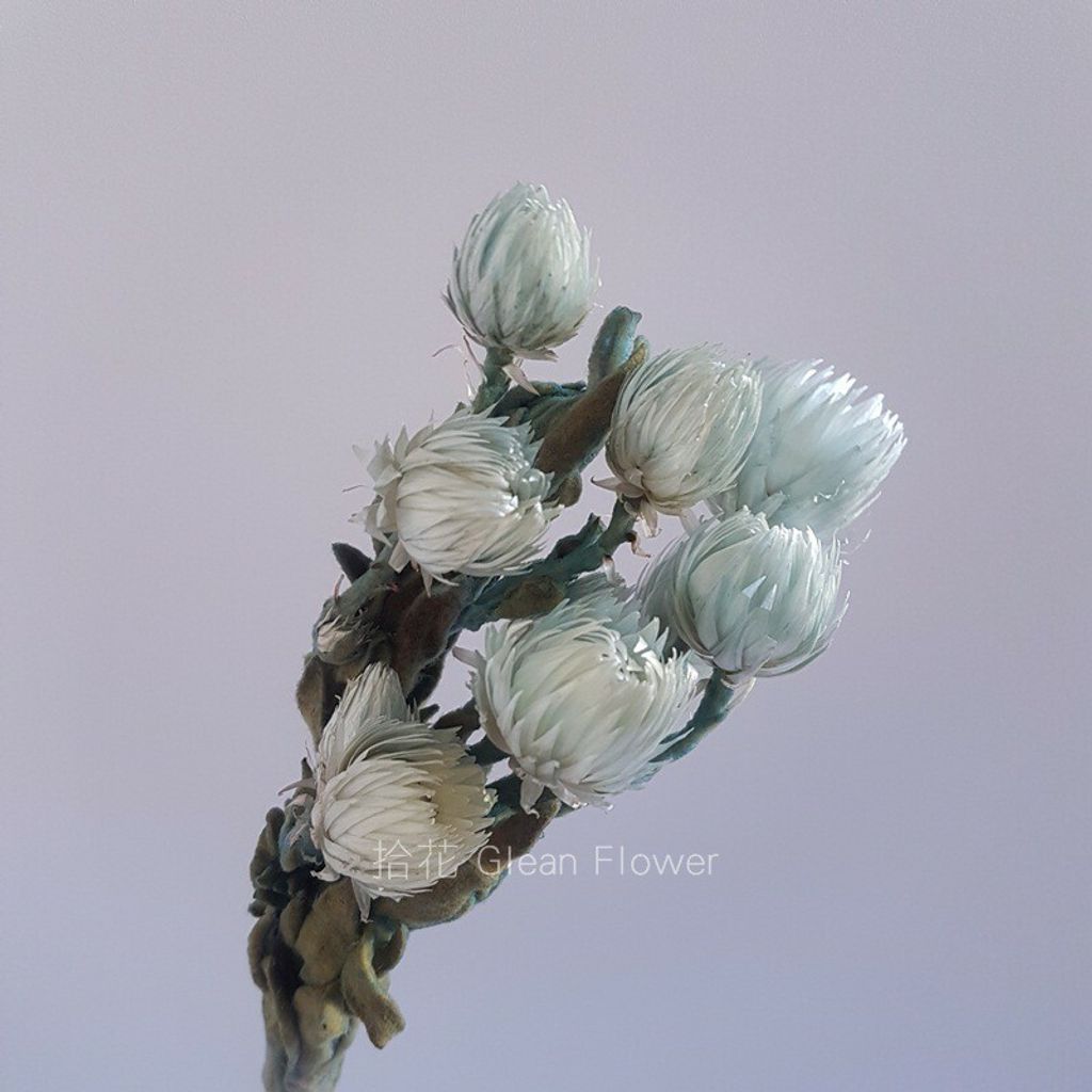 拾花 染色旱雪蓮乾燥花湖水綠