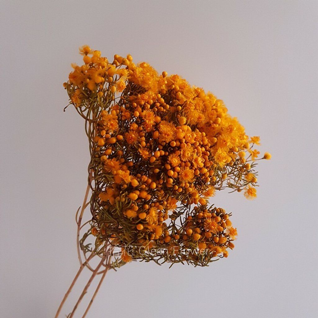 拾花 乾燥花素材澳洲維多梅