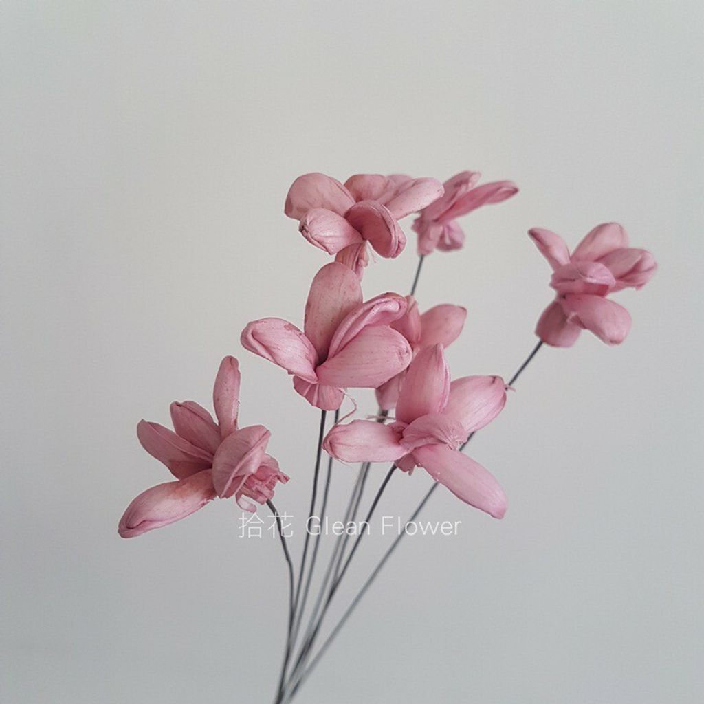 小茉莉索拉花 深粉 乾燥花素材 拾花