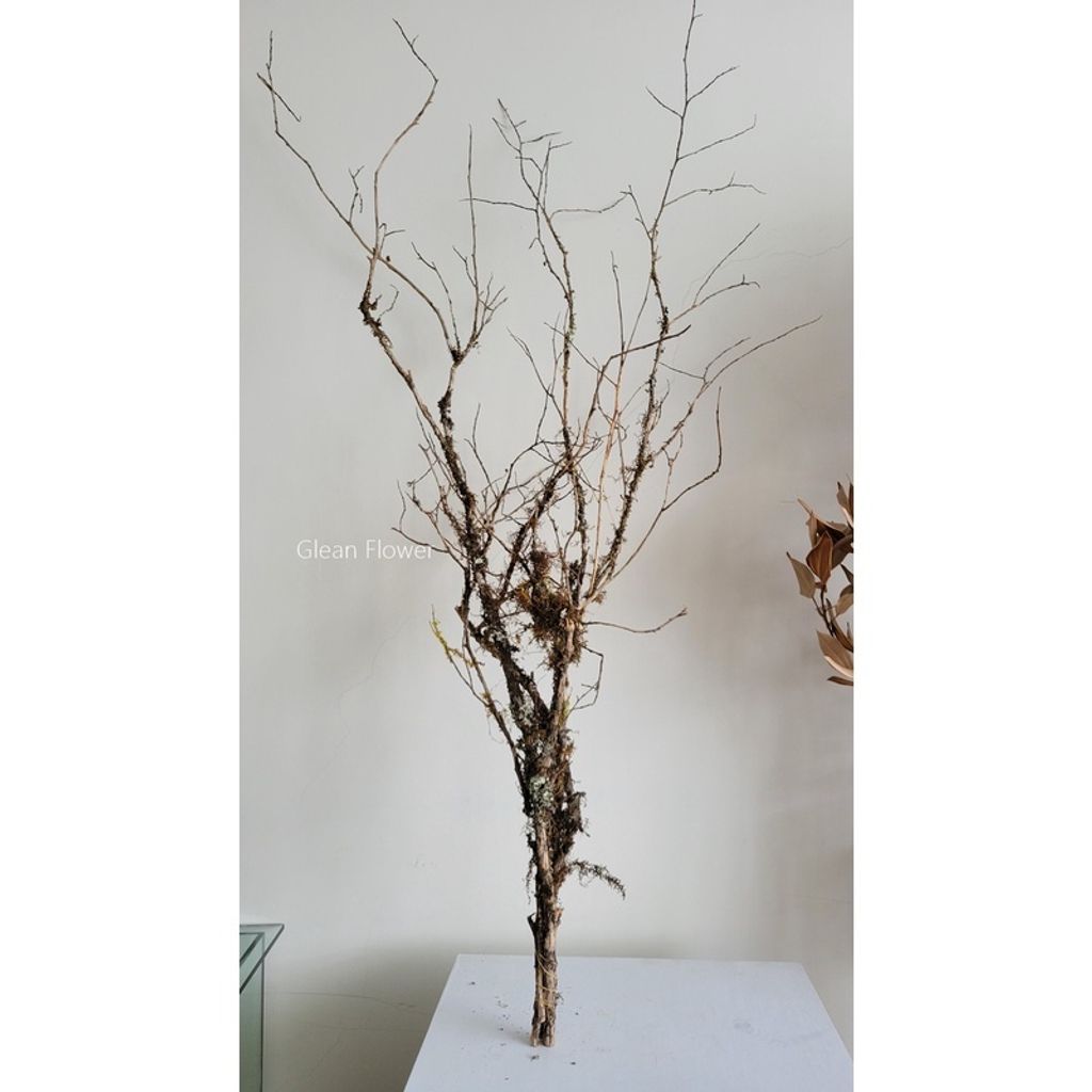 苔木乾燥花居家裝飾 拾花