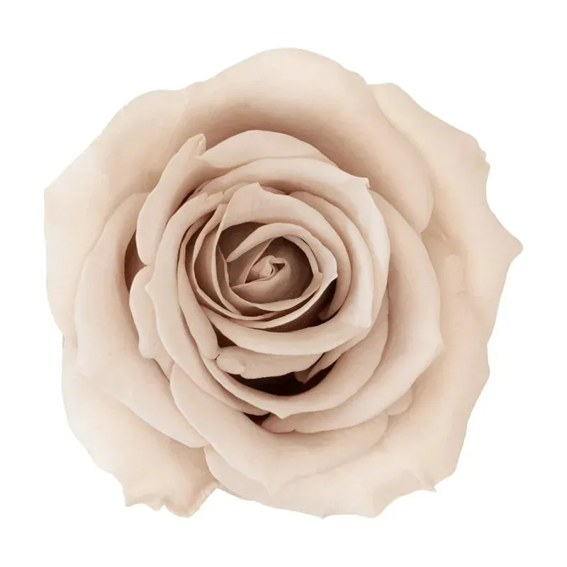 tw-11134207-23020-gzdihxwpzsnvde