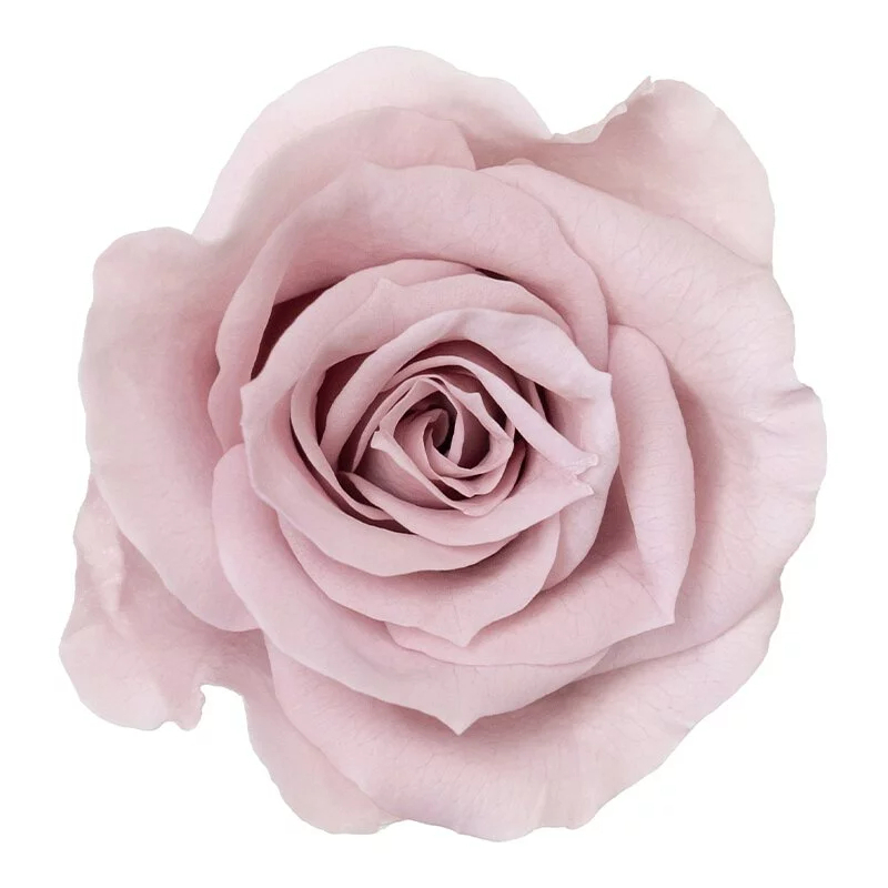 tw-11134207-23020-50hz29n5zsnv22