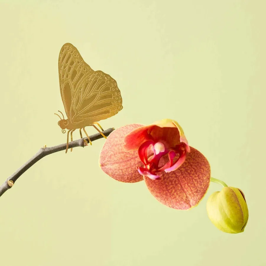 imgi_24_Butterfly-Plant-Animal-Orchid-1-Another-Studio-WEB_6a4627f3-99a1-414b-b303-d12a729178d8_900x