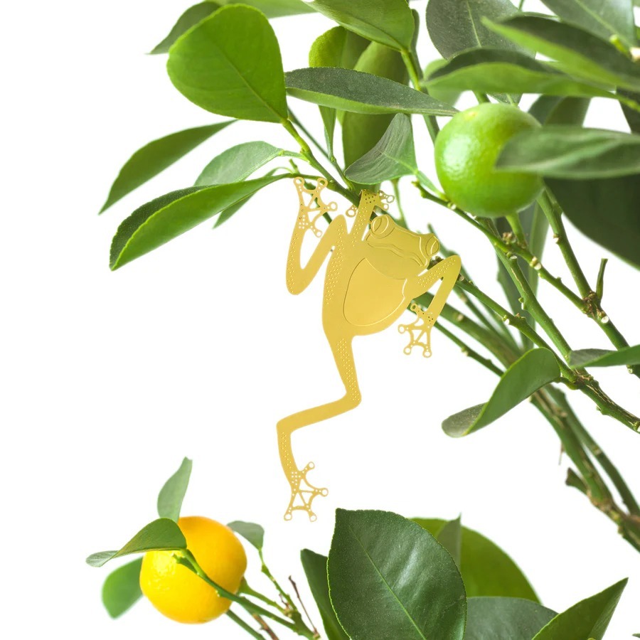 imgi_22_AnotherStudio-Frog-Citrus-White-1500_900x
