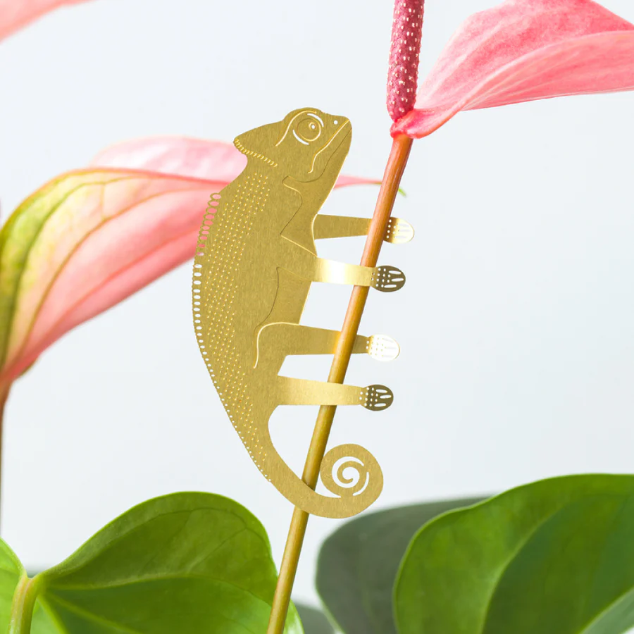 imgi_19_chameleon-plant-animal-decoration-plant-gift-another-studio_900x