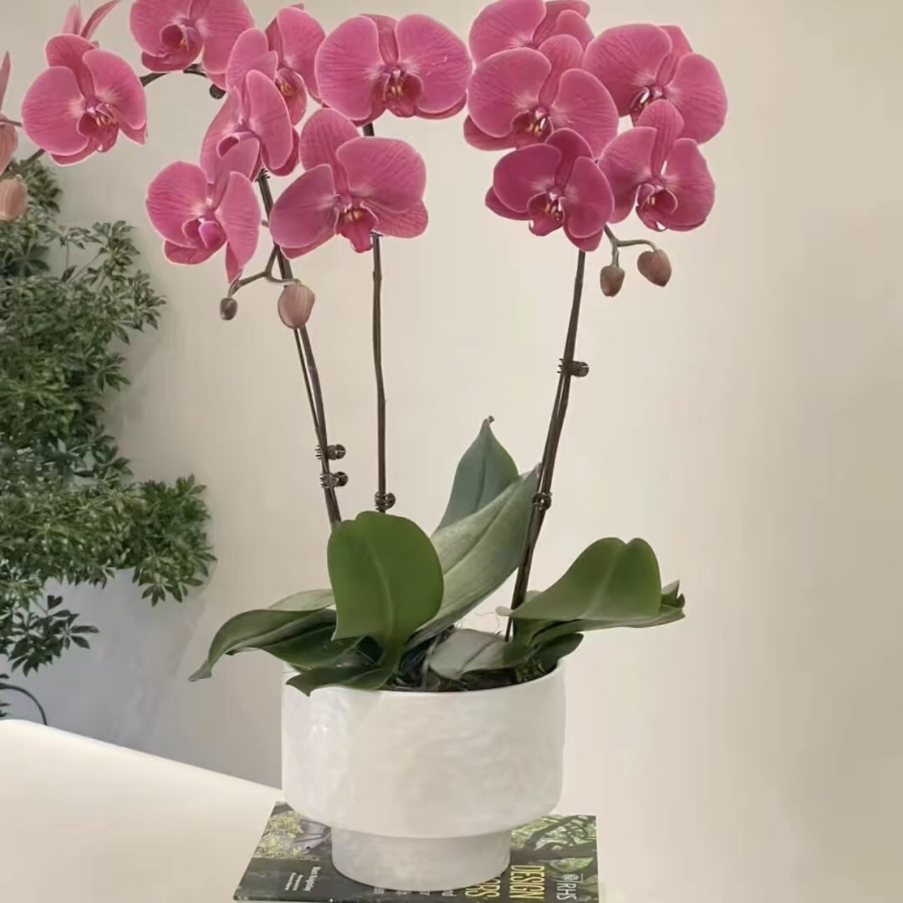 imgi_15_O1CN01nca1QO1SVvL8rgtxG_!!4139332253