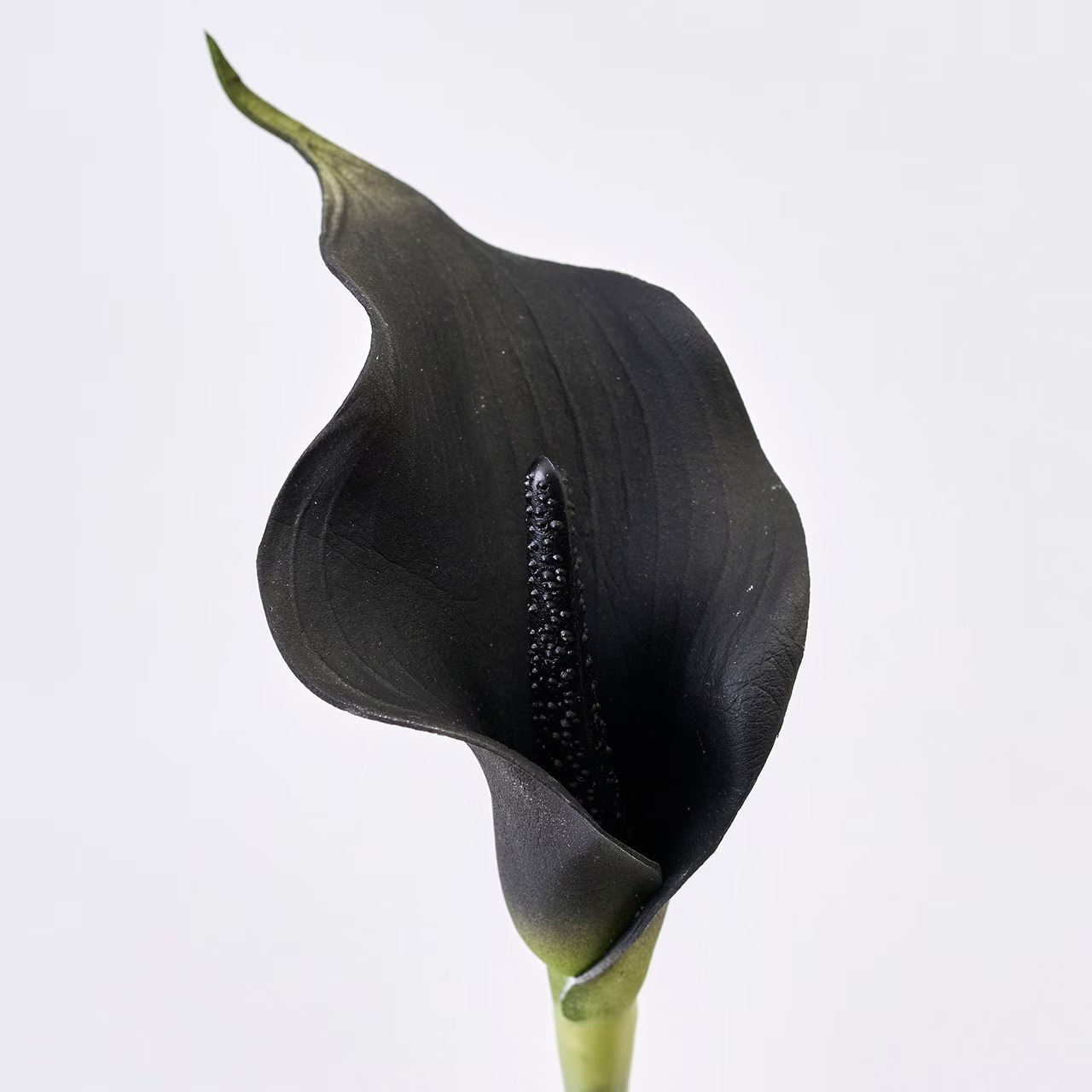 imgi_134_mono53179430-240126-04