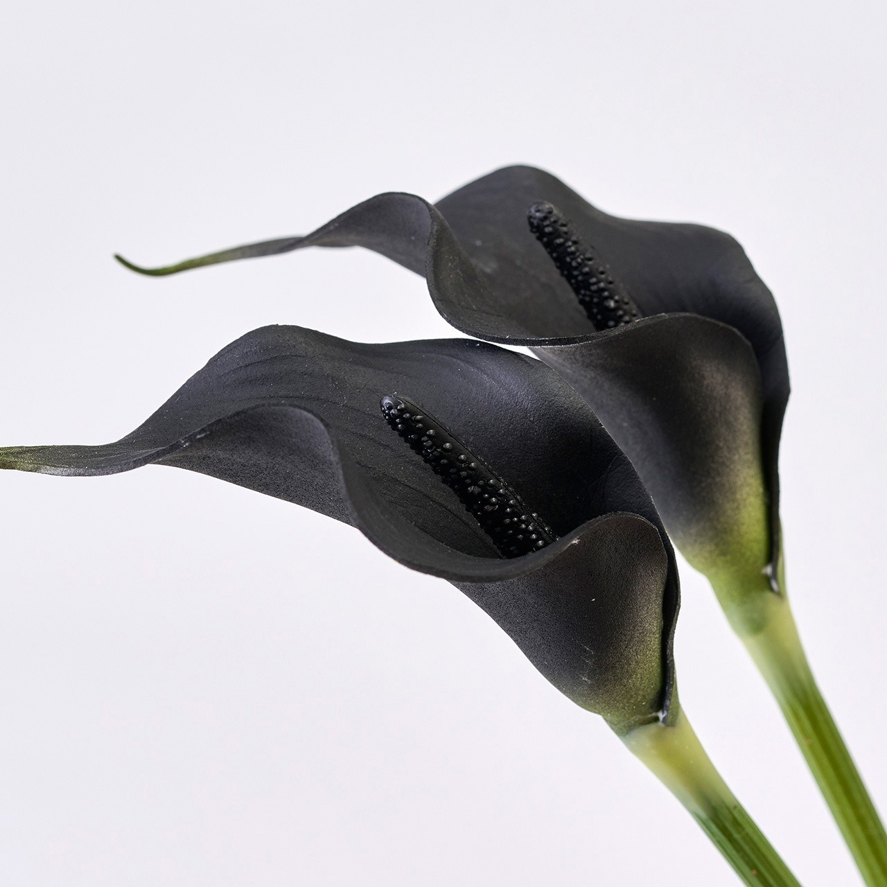 imgi_135_mono53179430-240126-06