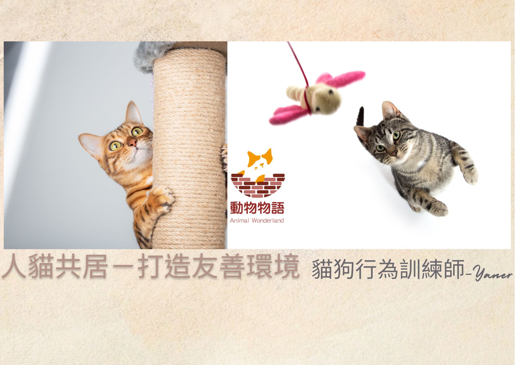 寵物行為系列: 人貓共居(上)－打造友善環境-百分百貓奴養成指南