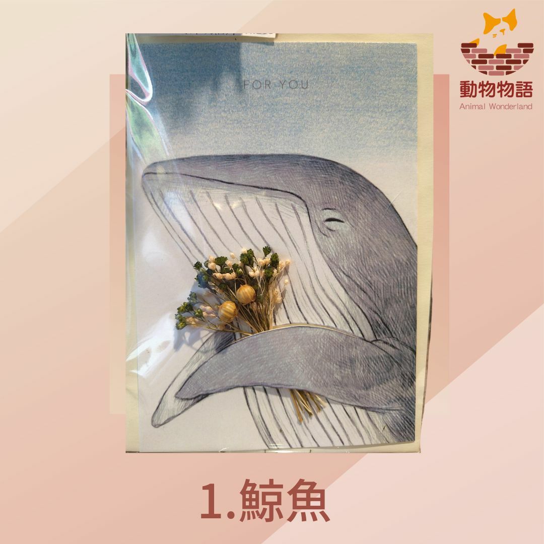 海洋動物明信片 插畫動物乾燥花卡片 特別的妳值得擁有特別的美好事物00超取免運 消費滿100元以上 可獲得1 的回饋金 動物物語animal Wonderland