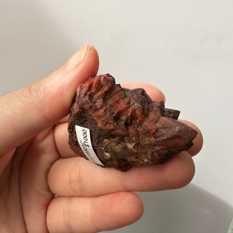 22E18001C摩洛哥紅仙人掌晶簇  37.5g $1000 (2)