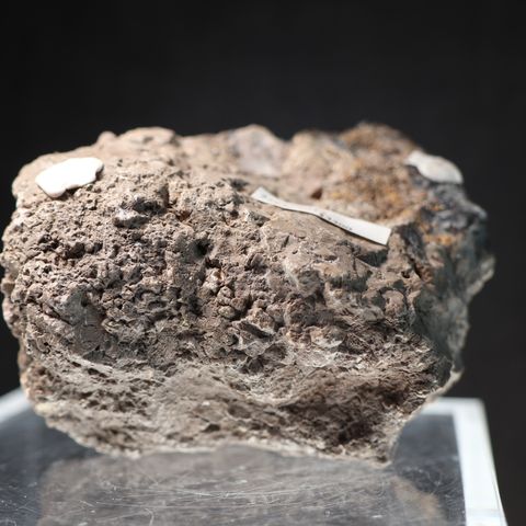 76393247.jpeg?width=480