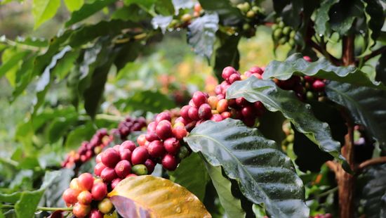 Free Shipping  | 幻猻家珈琲 Pallas Cafe