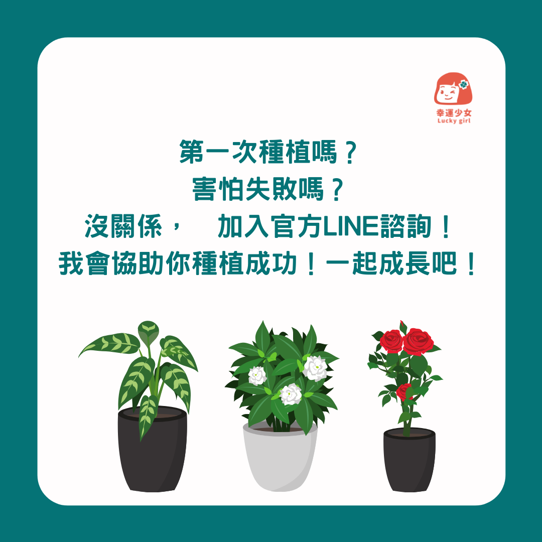 幸運少女特調培養土 花卉 觀葉植物適用