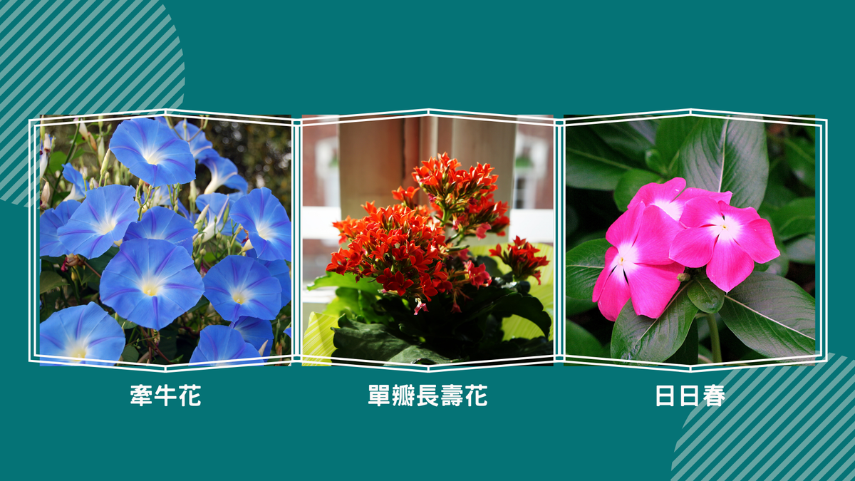 幸運少女珍藏 三種開花植物 新手種植也沒問題