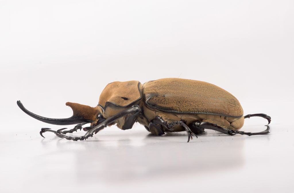 MO114側面景深合成-