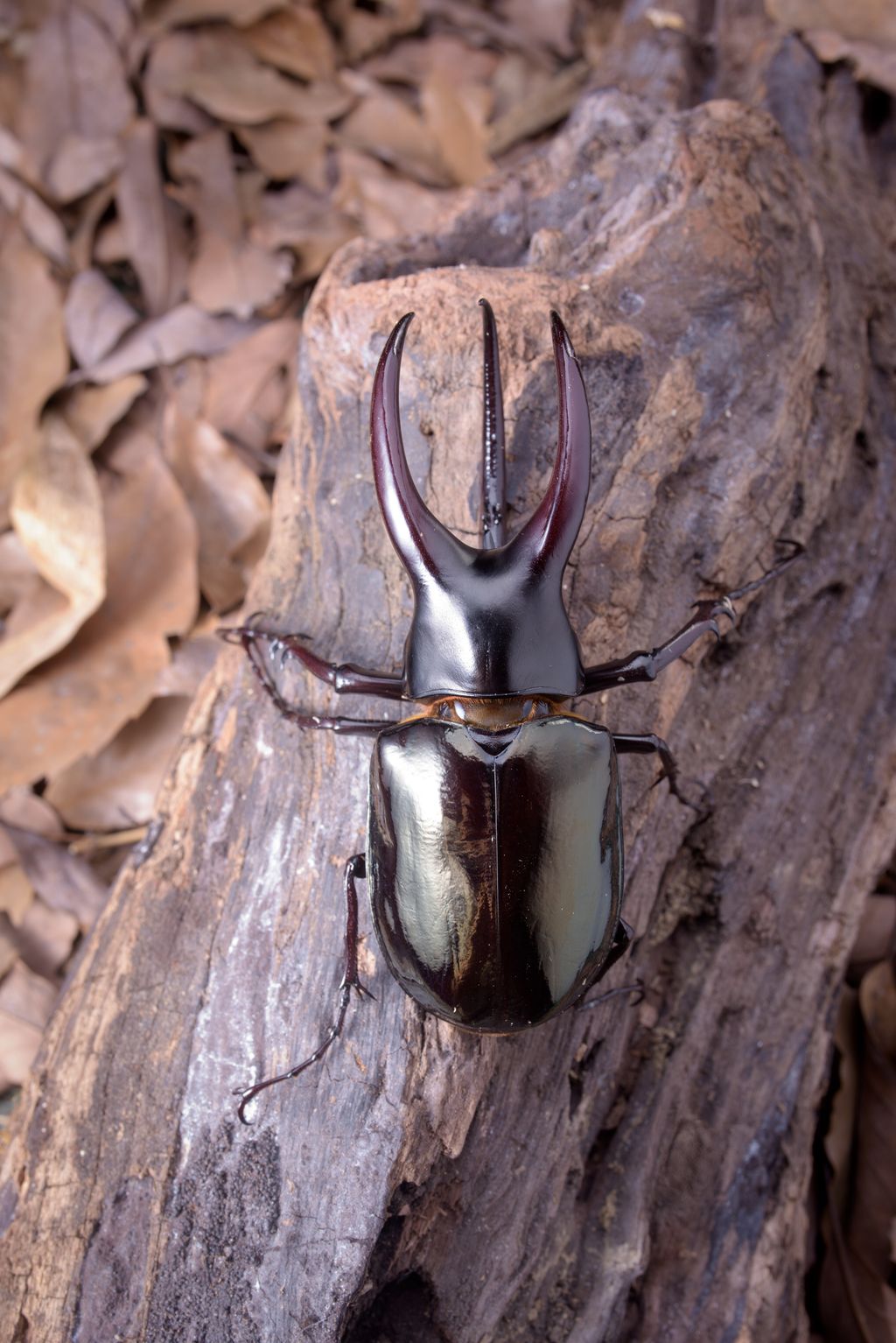 CM南洋大兜公-1895