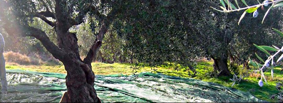 MYLOPOTAMOS GREEK OLIVE OIL | NEW INSPIRE