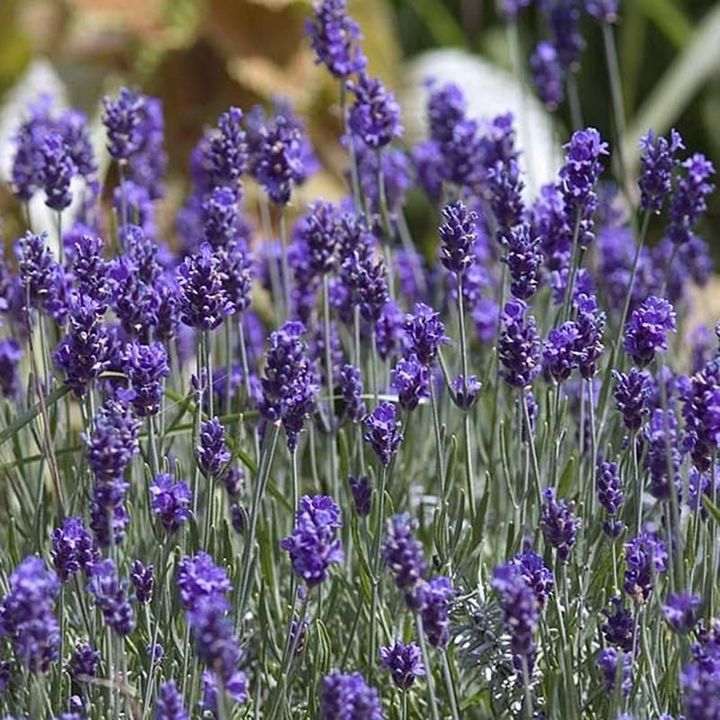 FBEEA742-B54D-4B53-B027-B73FC191FE6B.jpeg