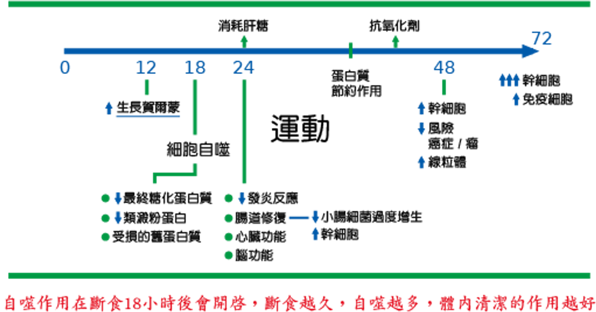 斷食體內變化：抗衰老、自噬、燃燒脂肪、強化免疫力、癒合腸道關節炎等