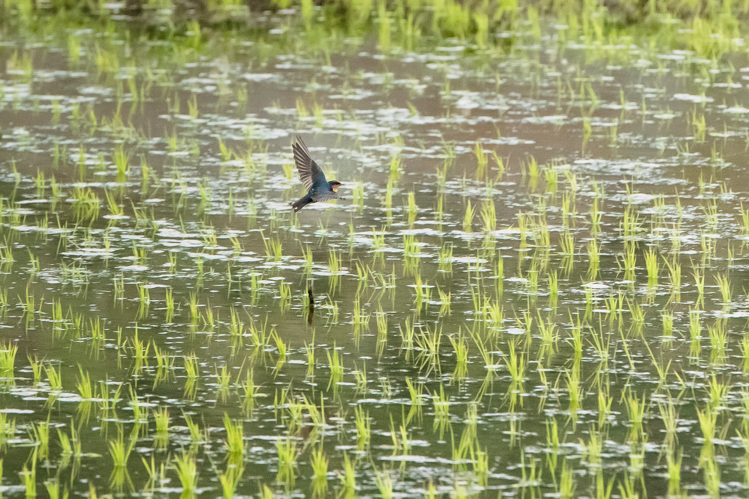 東東市 獼米 形象照3.jpg