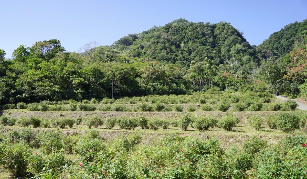 東東市 花山 場域照.png