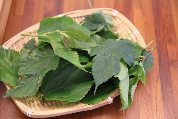 新鮮桑葉