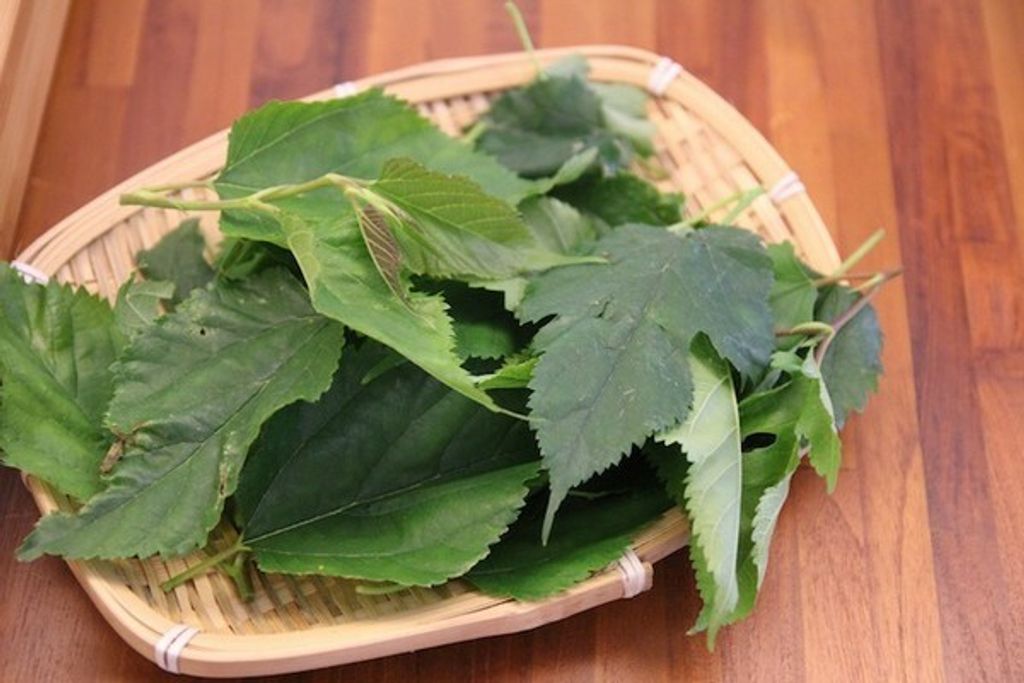 新鮮桑葉