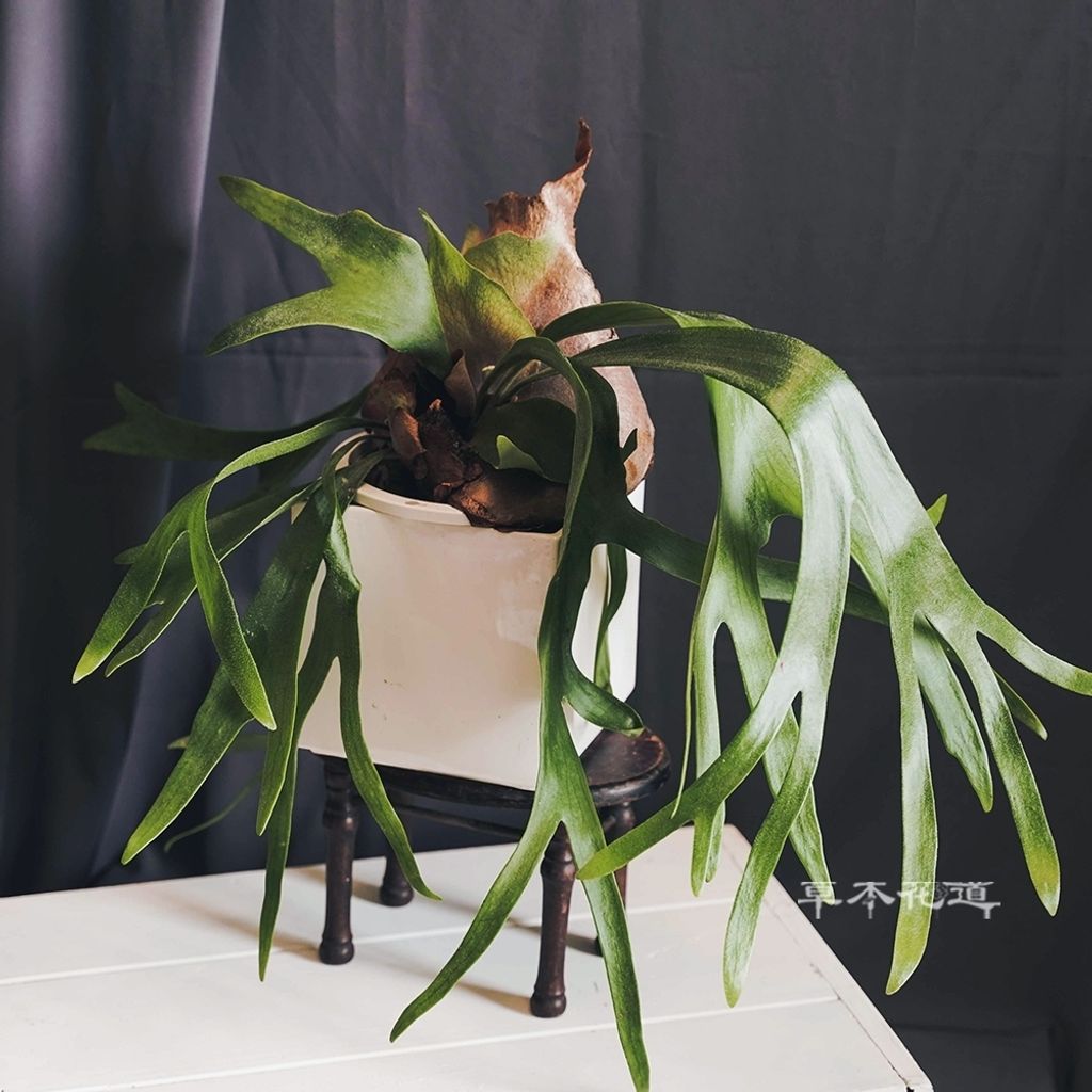 LINE_ALBUM_2024.7.24_240724_36