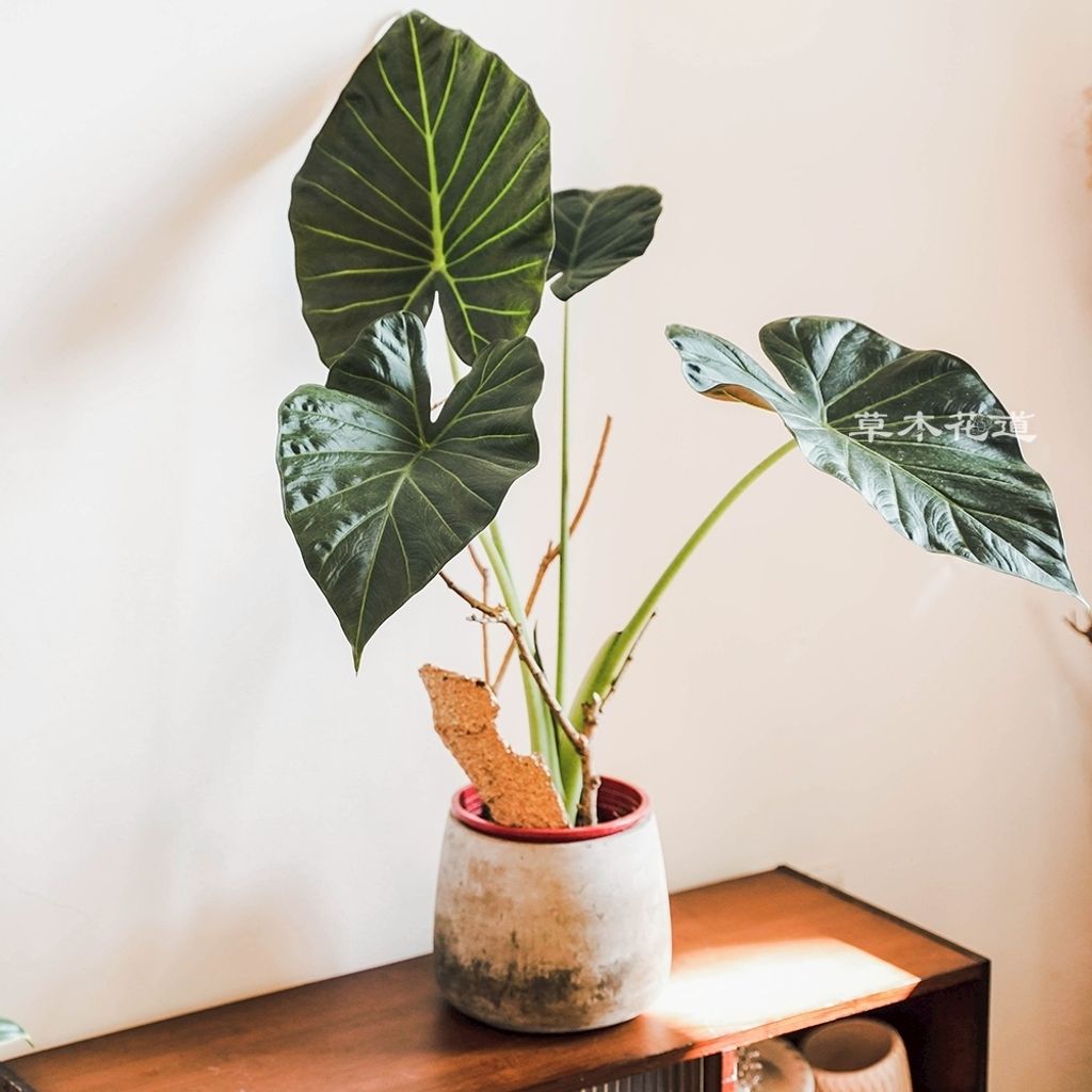 LINE_ALBUM_2025.6.18_250621_15