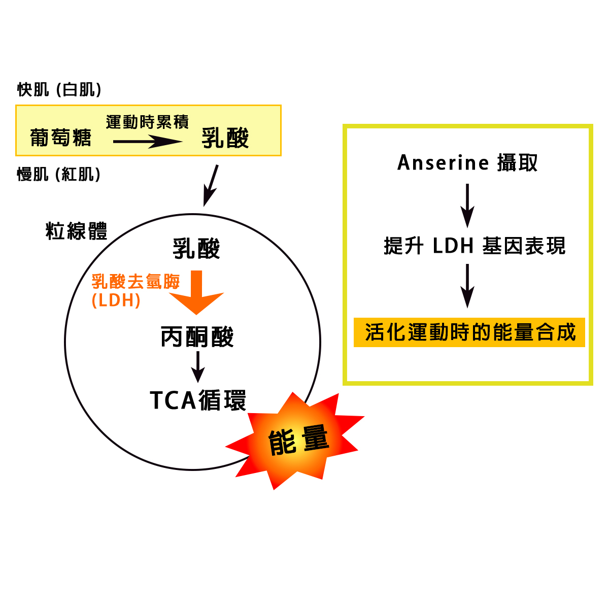 _0001_乳酸代謝機制.jpg