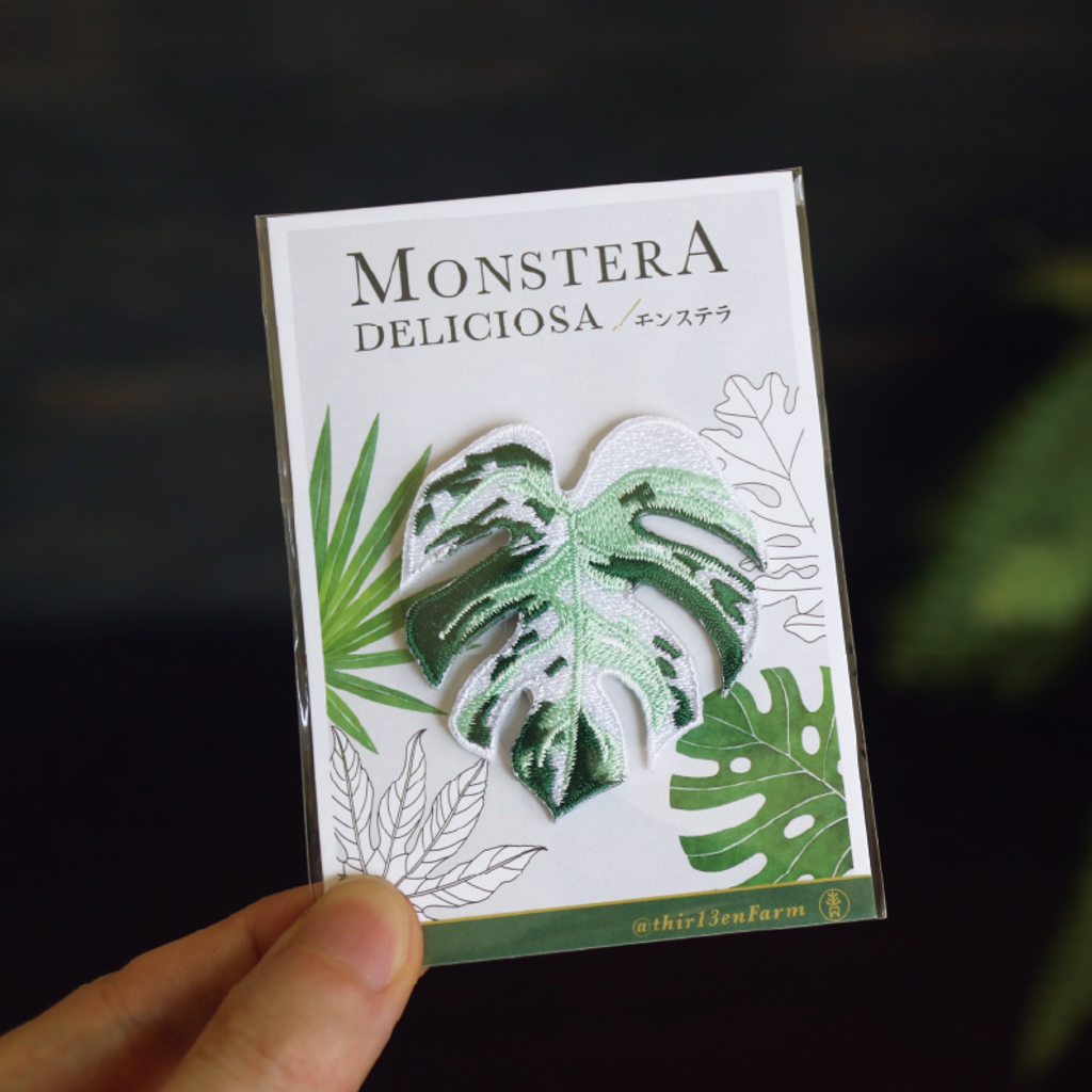 新白斑龜背芋