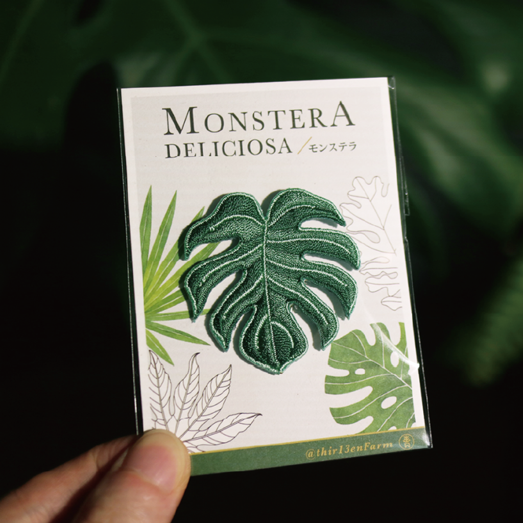 新綠龜背芋