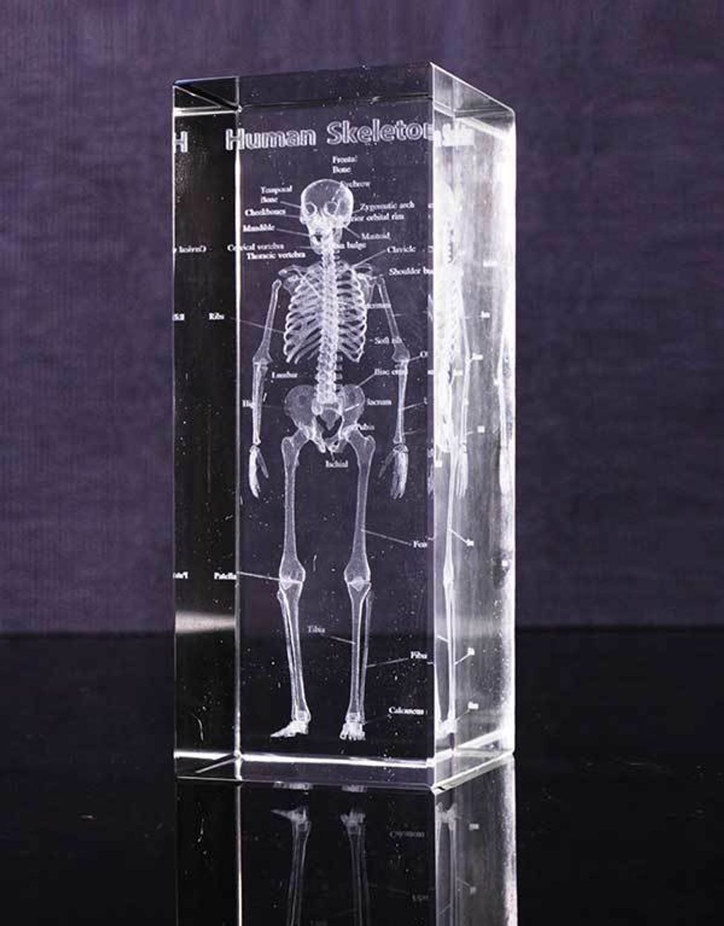 透視人體骨骼水晶紙鎮-1