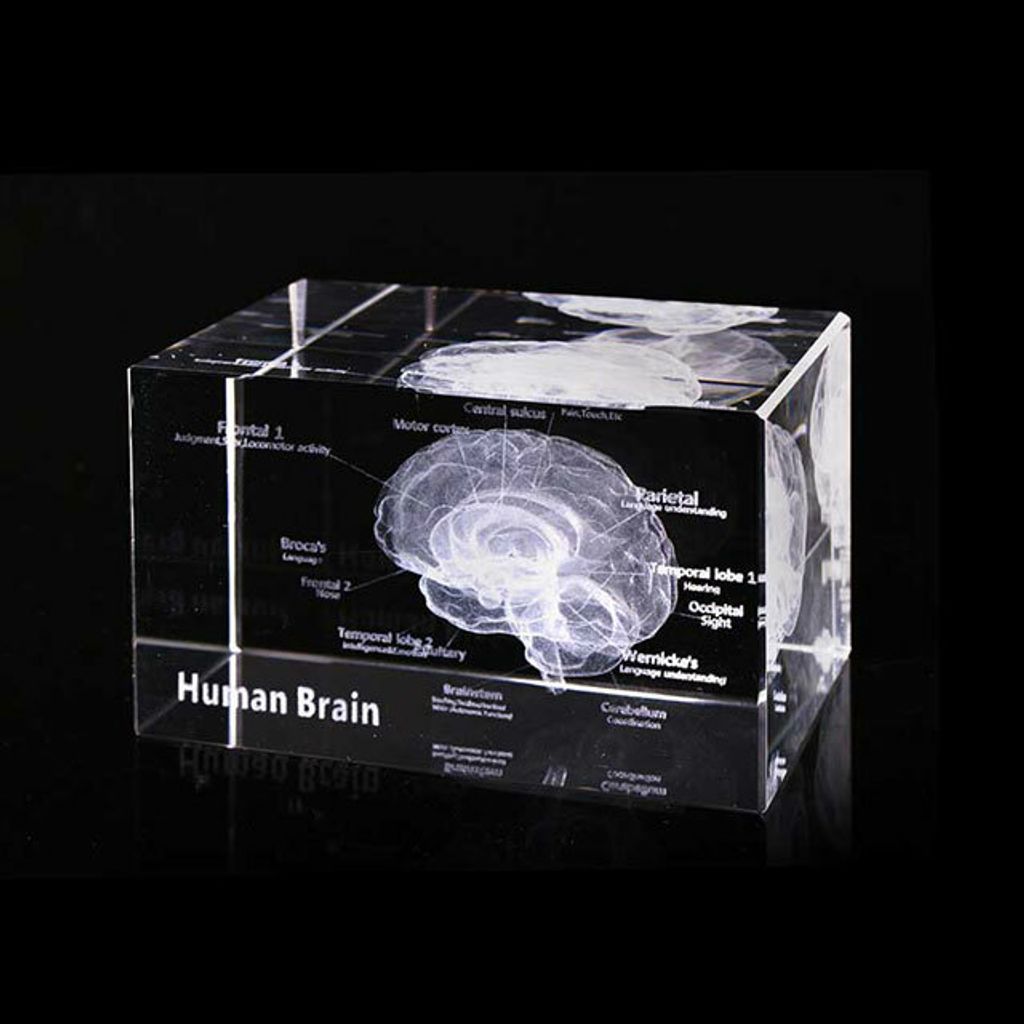 透視大腦水晶紙鎮-1