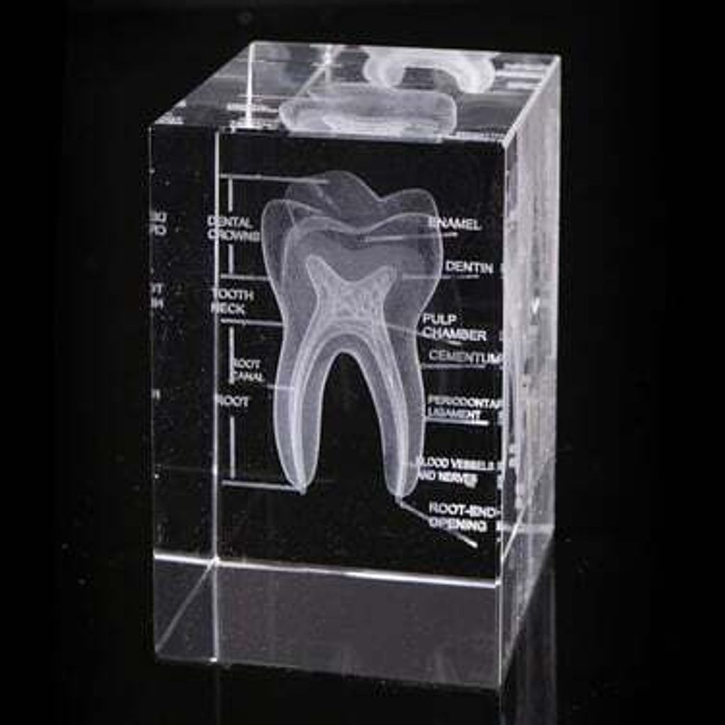 透視牙齒水晶紙鎮-2