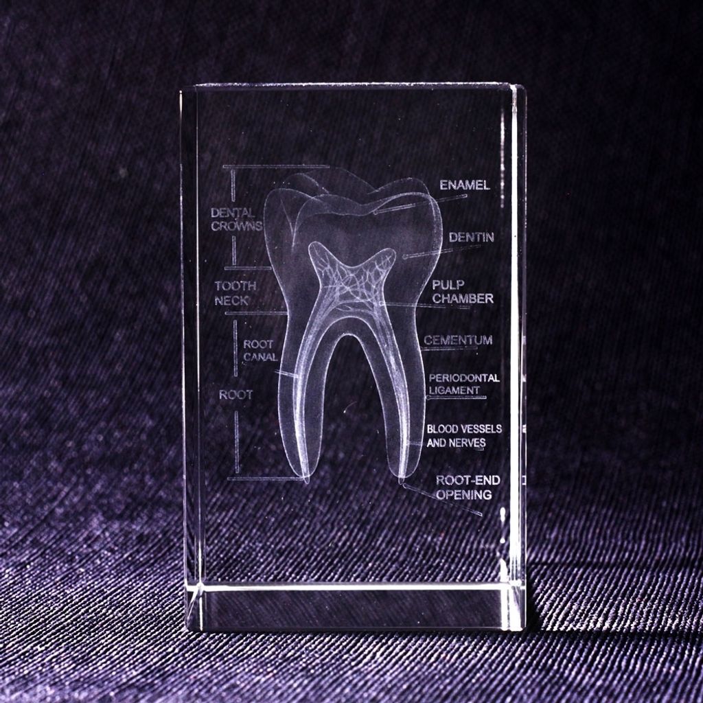 透視牙齒水晶紙鎮-1