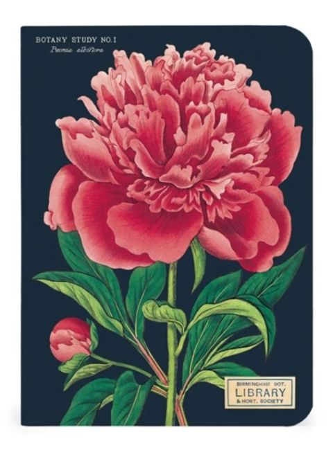 芍藥花1