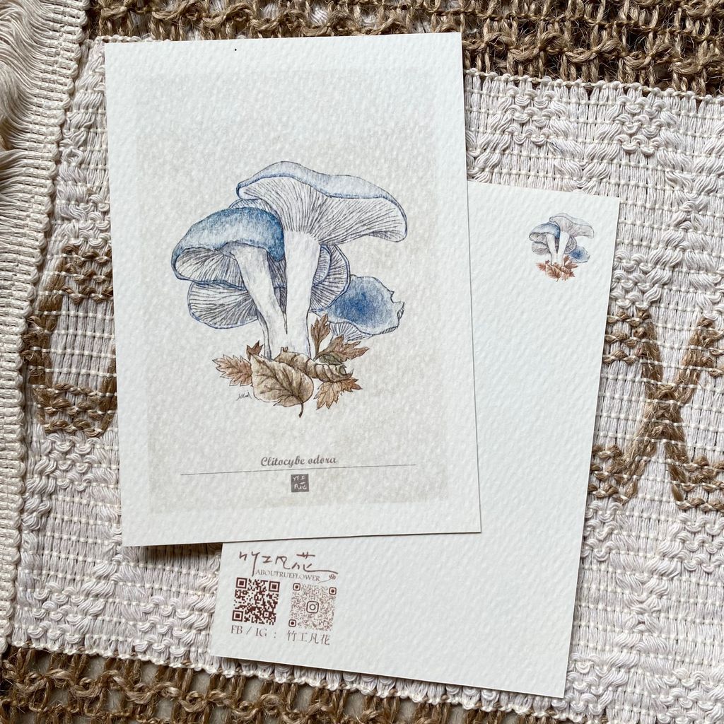 30.插畫卡片_蕈菇圖鑑-藍菇
